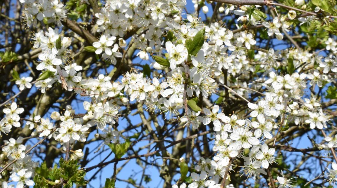 Aubépine